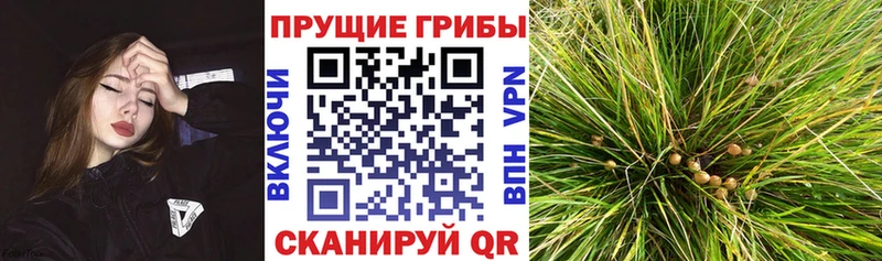 Псилоцибиновые грибы мухоморы  блэк спрут   Кострома  где найти наркотики 